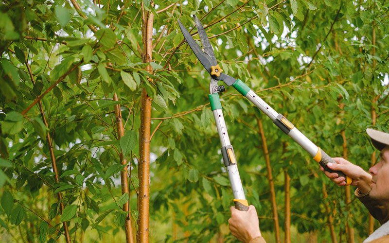Tree trimming in Ottumwa, IA